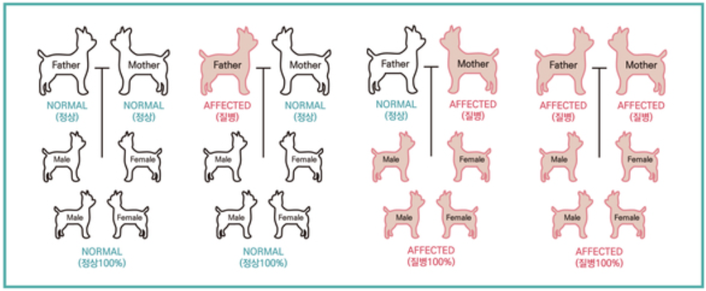 모계 유전성 질병 가계도