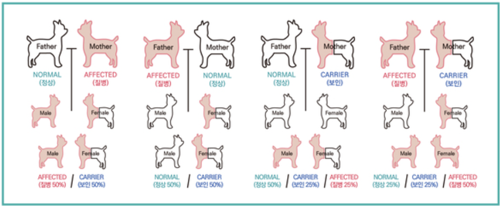 X 염색체 연관 유전성 질병 가계도