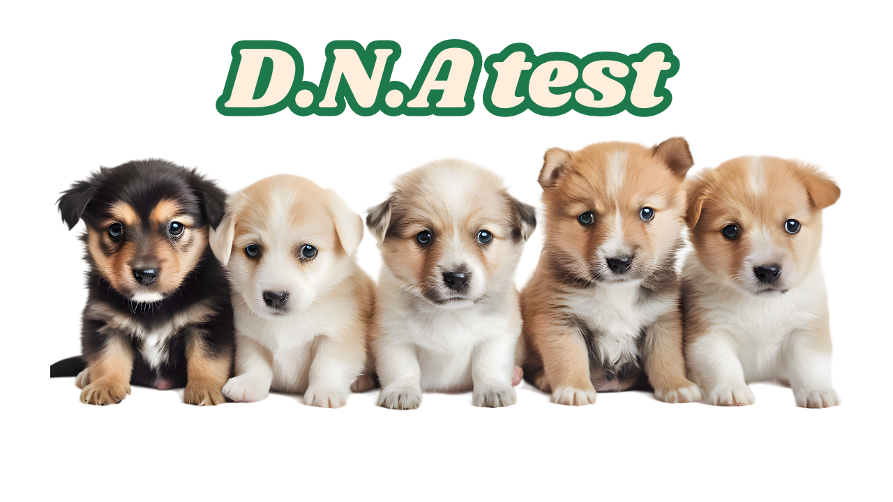 강아지 가족관계 유전자 검사